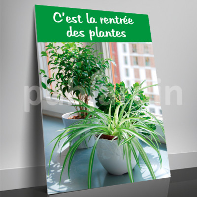 A7- Affiche rentrée des plantes Chlorophytum