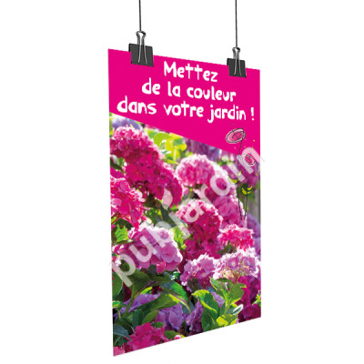 A62- Affiche Hortensia rose