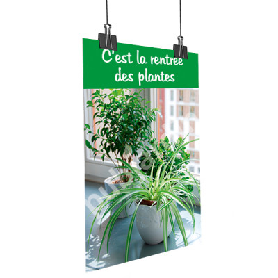 A7- Affiche rentrée des plantes Chlorophytum