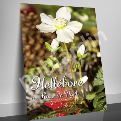 A86 | Affiche “Hellebore” | Poster Plantes & Jardin 29,7×42, 60×80 & 80×120 cm – PLV Jardinerie & Fleuriste