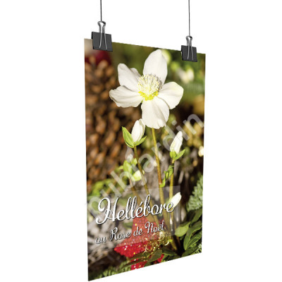 A86 | Affiche “Hellebore” | Poster Plantes & Jardin 29,7×42, 60×80 & 80×120 cm – PLV Jardinerie & Fleuriste