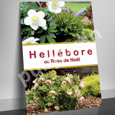 A87 |Affiche “Rose de Noël” | Poster Noël & Jardin 29,7×42, 60×80 & 80×120 cm – PLV Jardinerie & Fleuriste