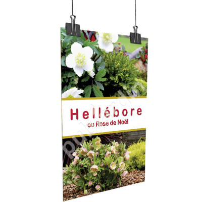 A87 |Affiche “Rose de Noël” | Poster Noël & Jardin 29,7×42, 60×80 & 80×120 cm – PLV Jardinerie & Fleuriste