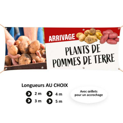 C108 - Arrivage plants de pommes de terre